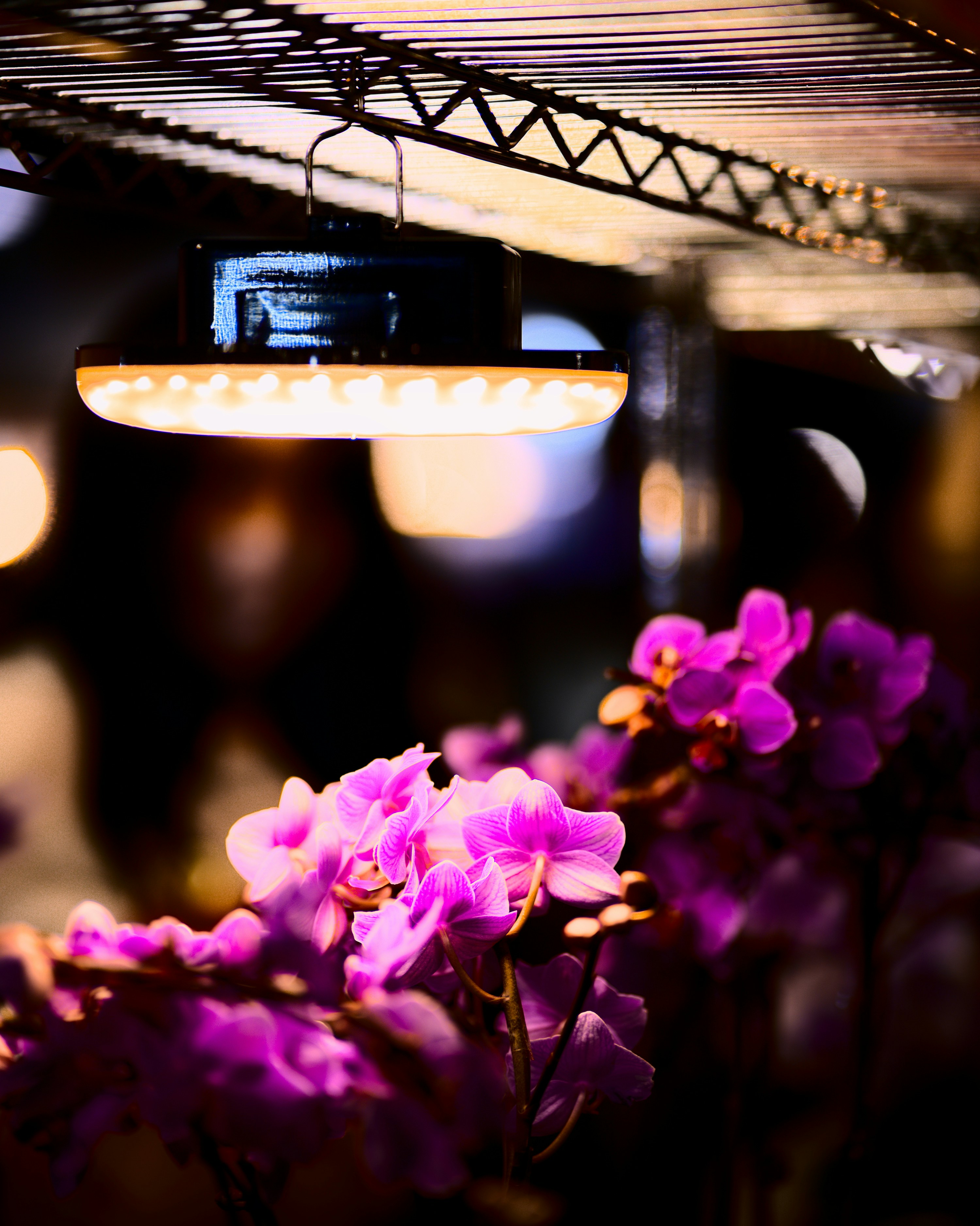 Альтанка капрі