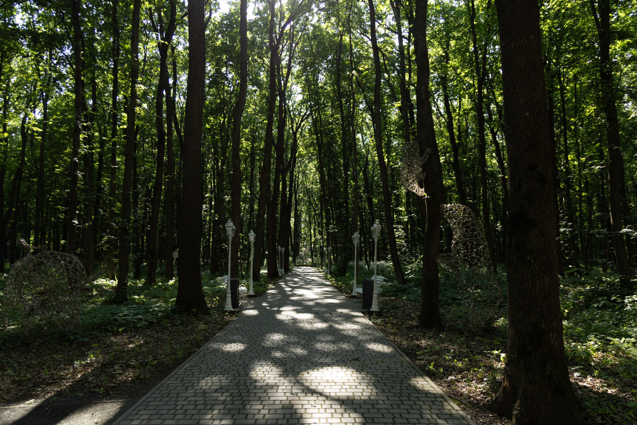 КАЗКОВИЙ ЛІС